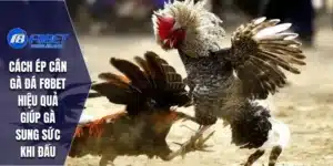 Cách Ép Cân Gà Đá