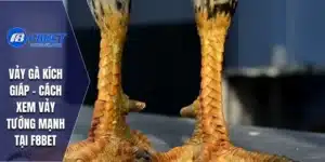 Vảy gà kích giáp