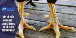 vảy gà thới hoa đăng