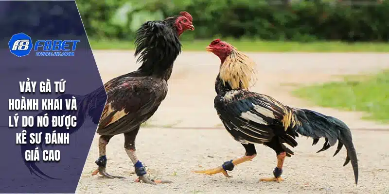 Vảy Gà Tứ Hoành Khai